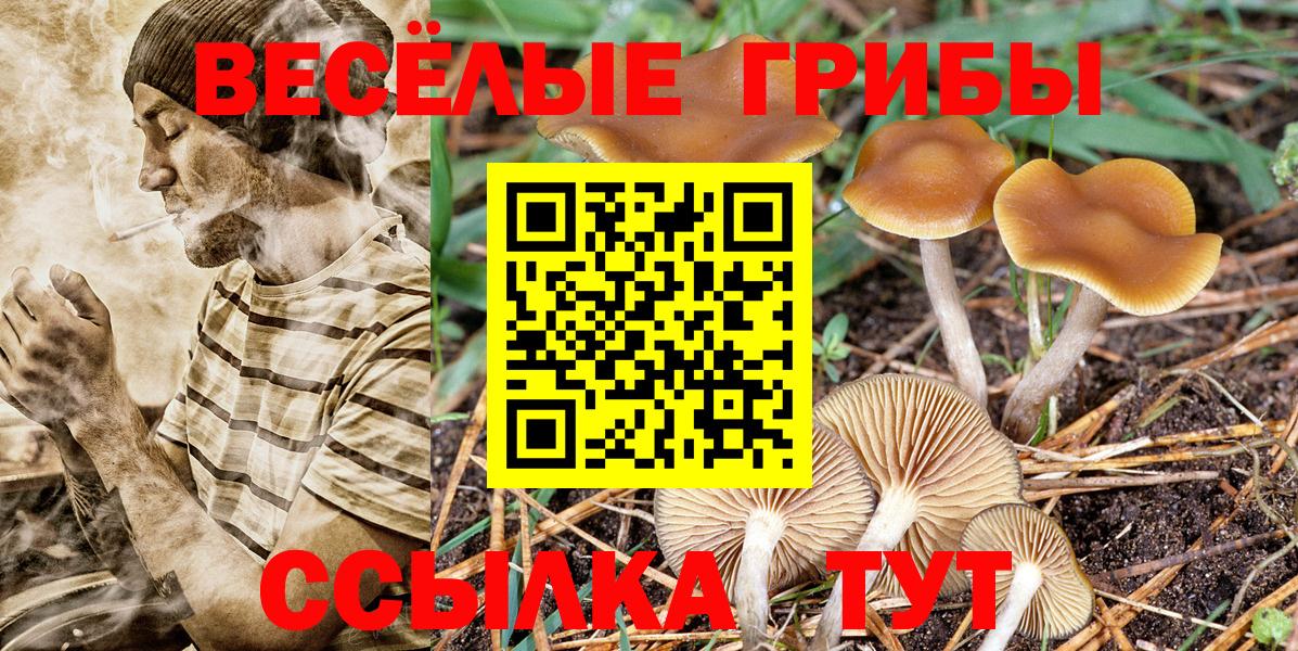Галлюциногенные грибы Psilocybe Тюмень